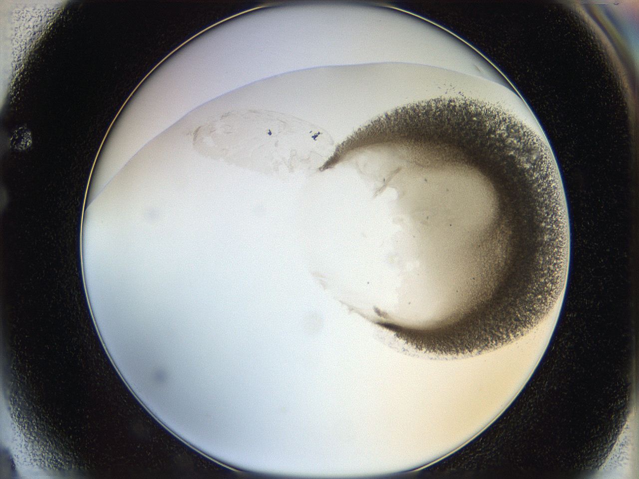 06bo_F4_ImagerDefaults_3.jpg