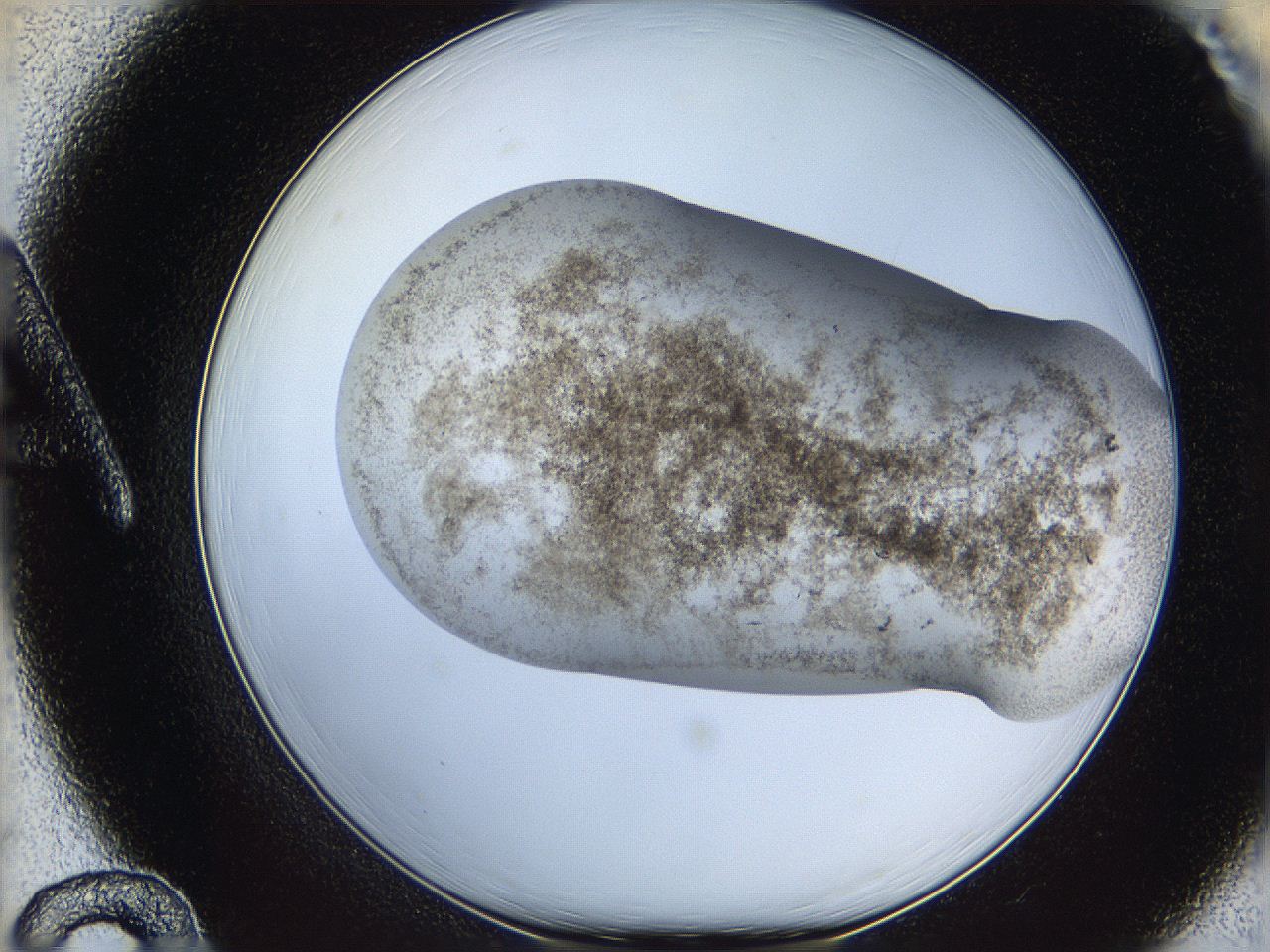 06bp_A12_ImagerDefaults_3.jpg
