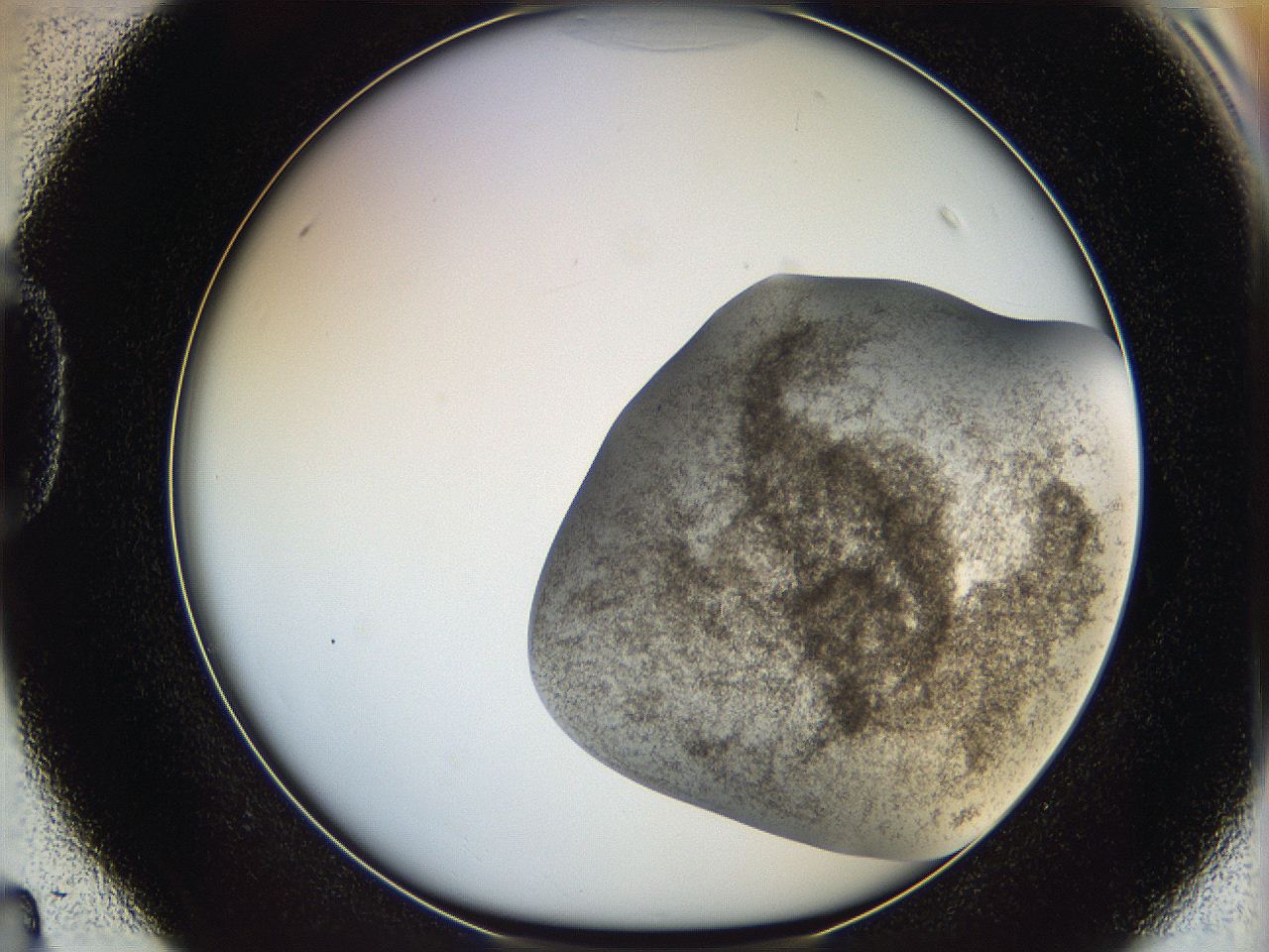 06bp_D4_ImagerDefaults_3.jpg