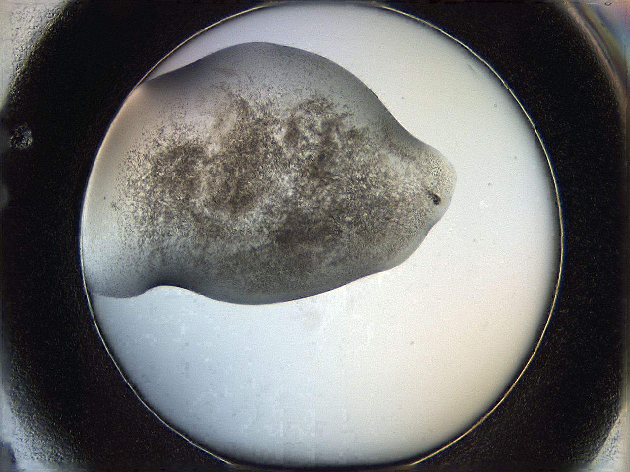 06bp_F4_ImagerDefaults_3.jpg