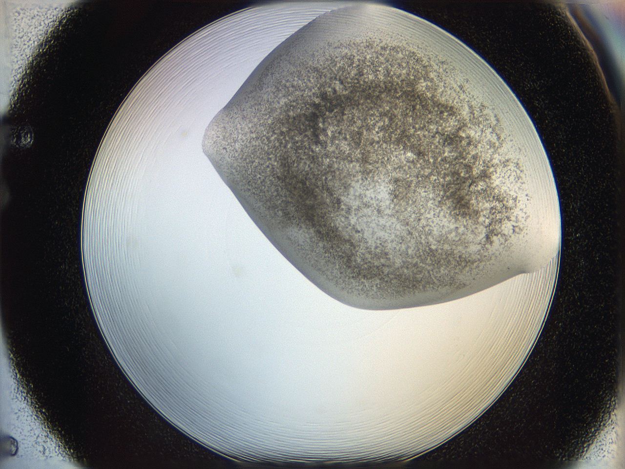 06bp_F5_ImagerDefaults_3.jpg