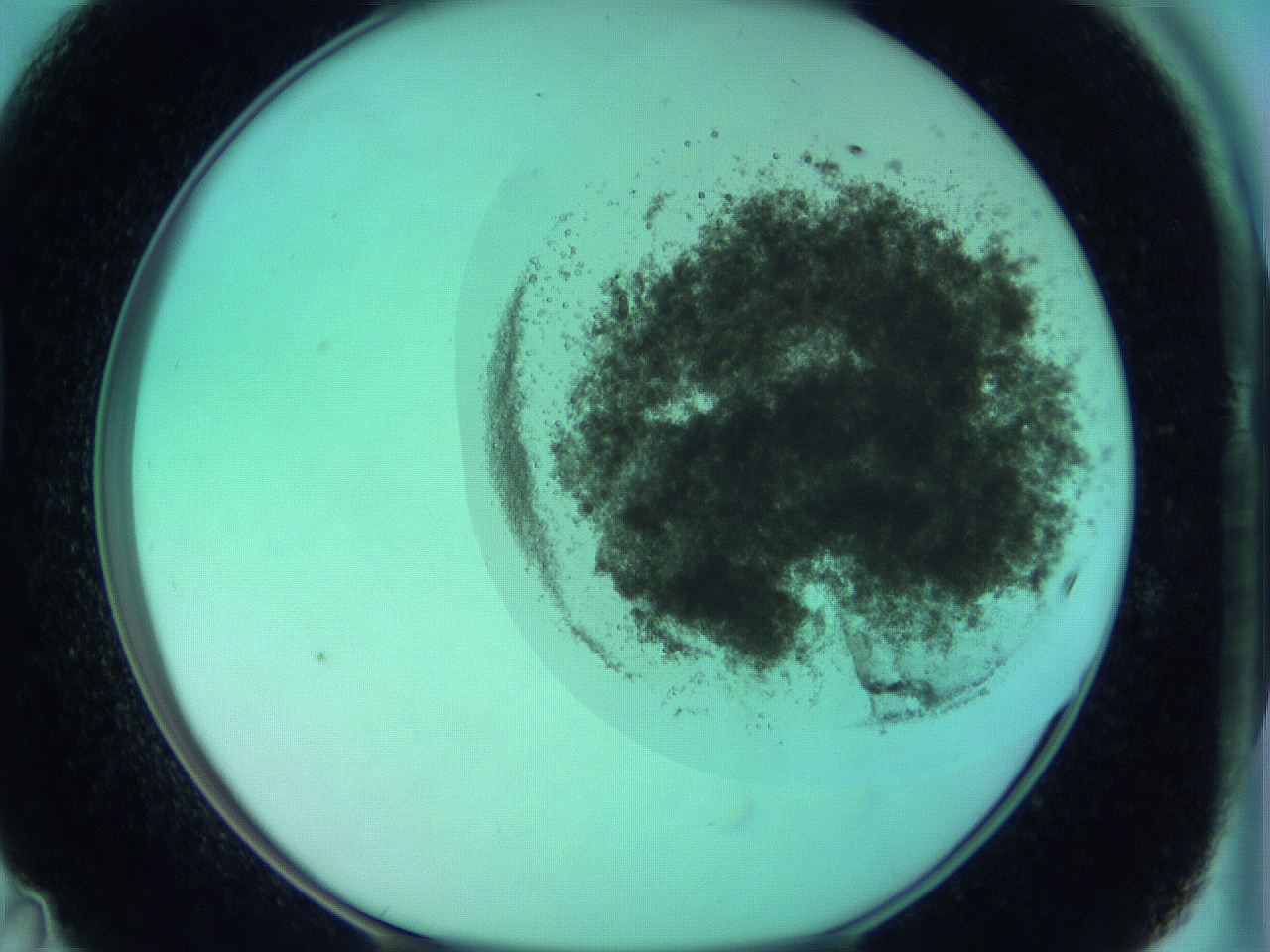 06bs_D11_ImagerDefaults_8.jpg