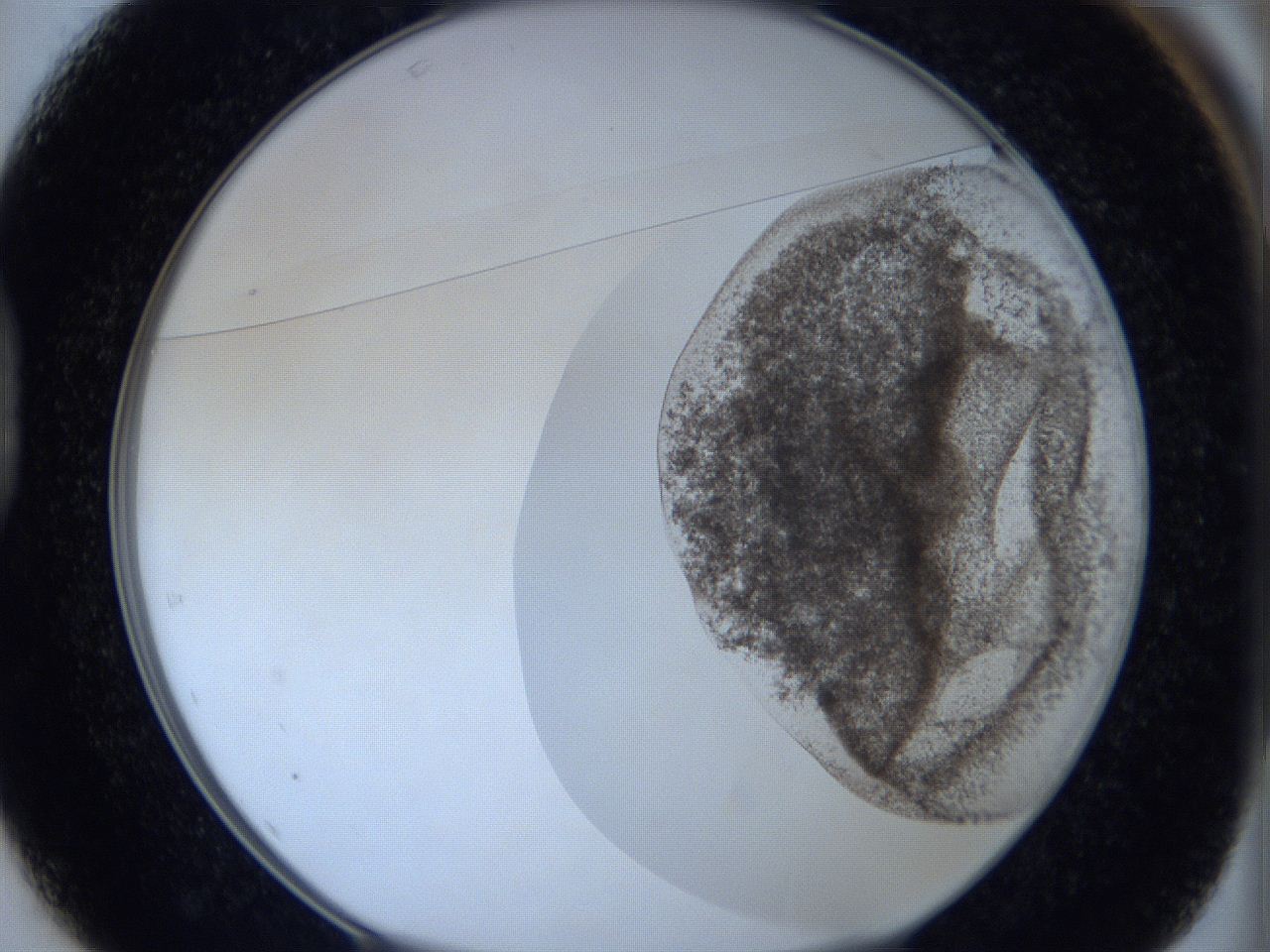 06c3_D1_ImagerDefaults_3.jpg