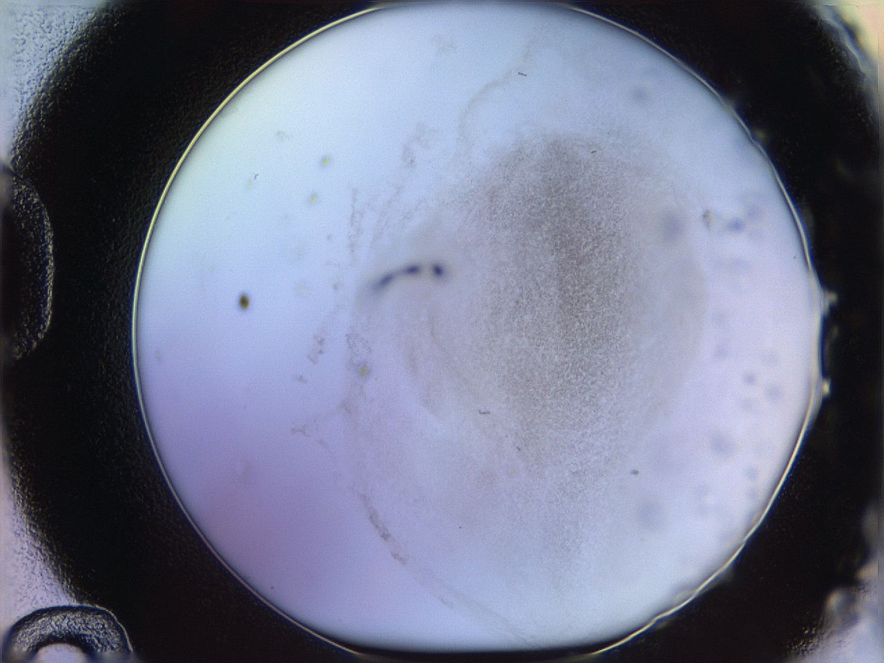 06c8_D12_ImagerDefaults_3.jpg