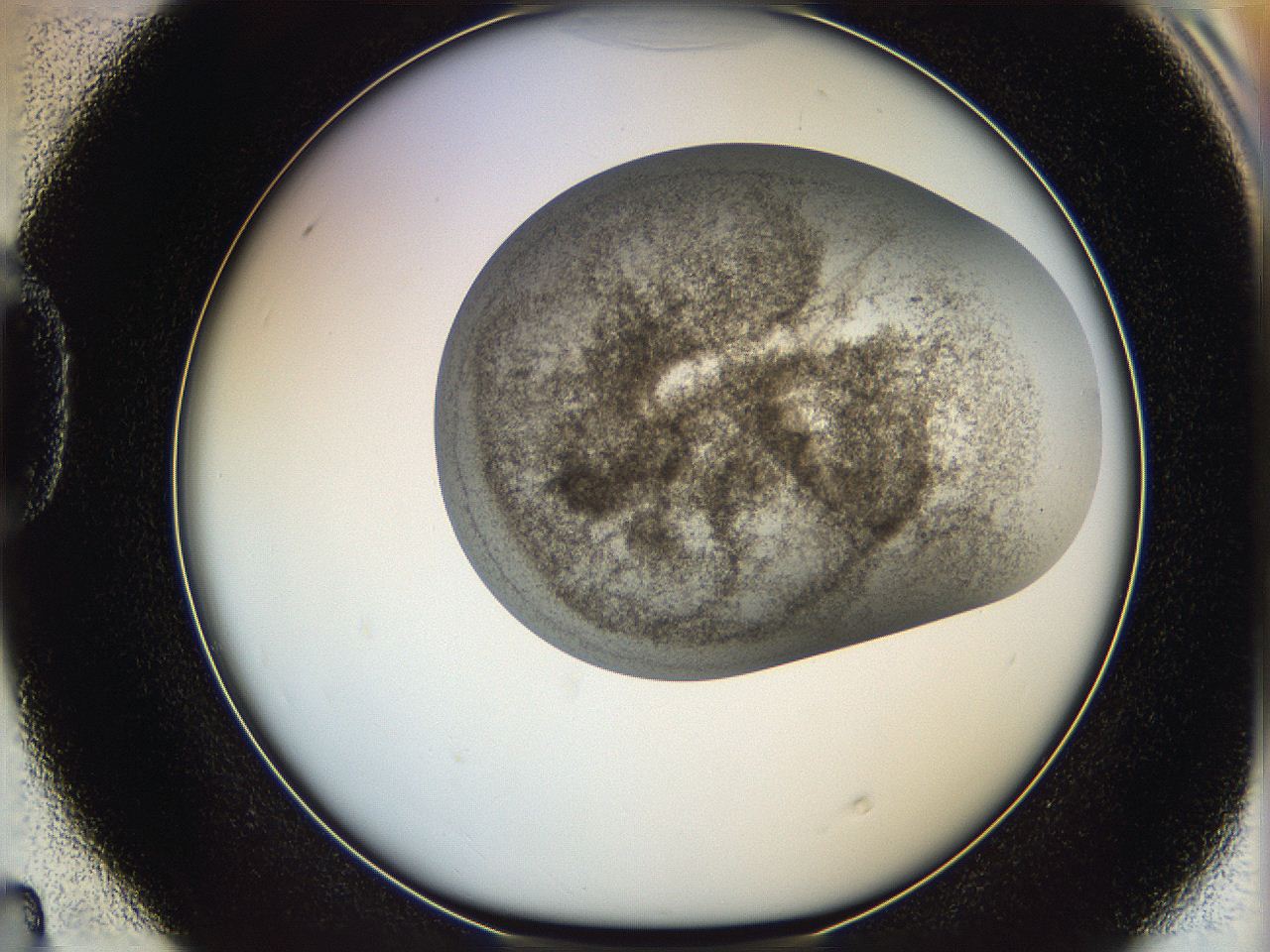 06ca_D4_ImagerDefaults_3.jpg