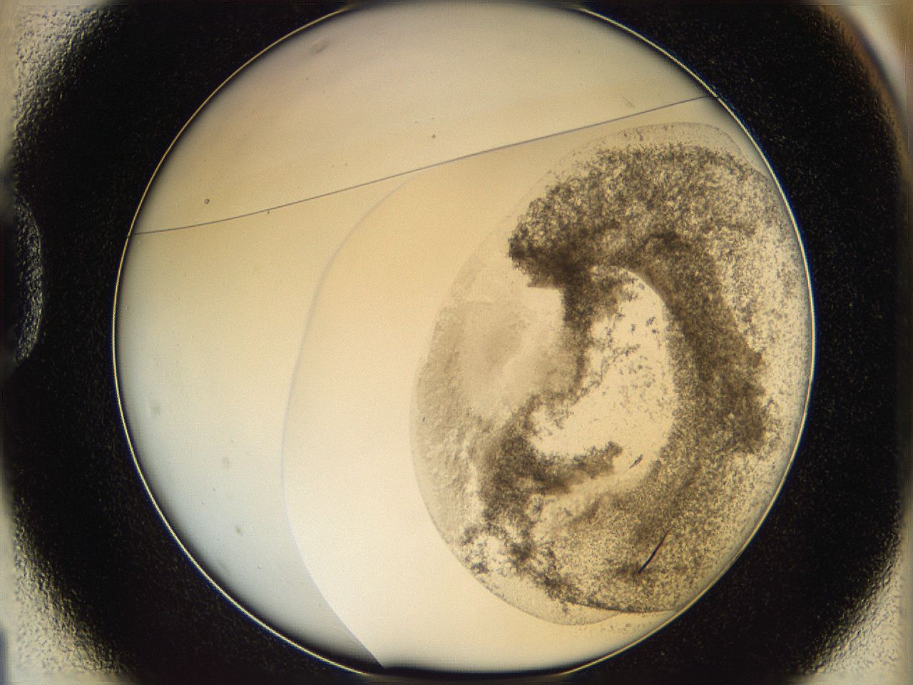 06cb_D1_ImagerDefaults_3.jpg