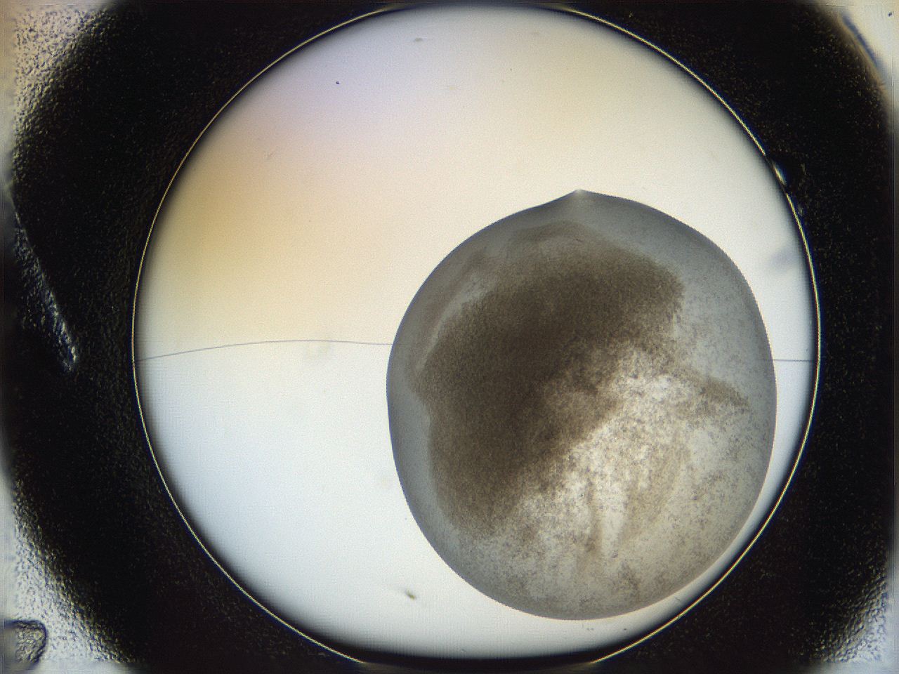 06dm_A7_ImagerDefaults_3.jpg