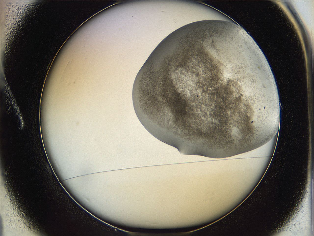 06dm_A1_ImagerDefaults_3.jpg
