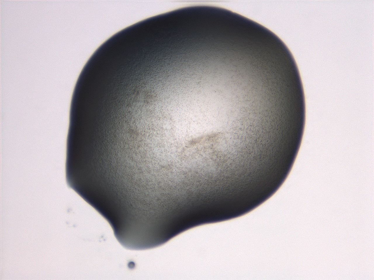06e9_D4_ImagerDefaults_3.jpg