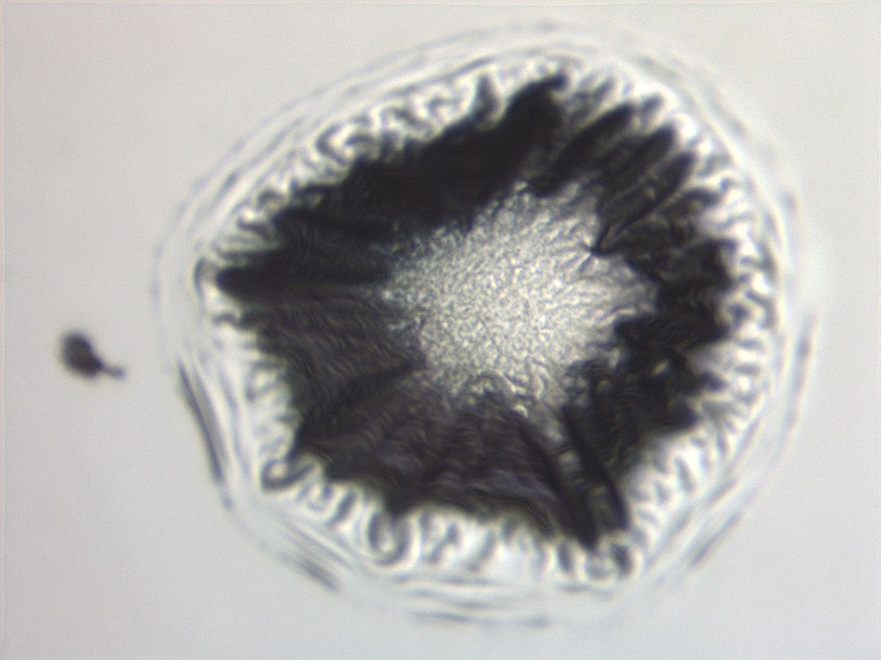 06ec_H11_ImagerDefaults_3.jpg