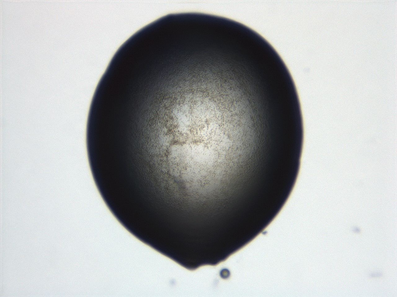 06ed_C5_ImagerDefaults_3.jpg