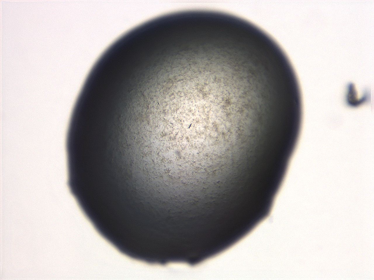 06ed_D11_ImagerDefaults_3.jpg