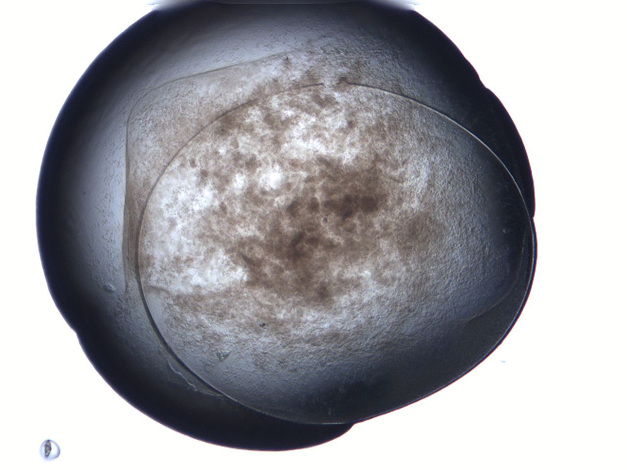 06fa_B12_ImagerDefaults_3.jpg
