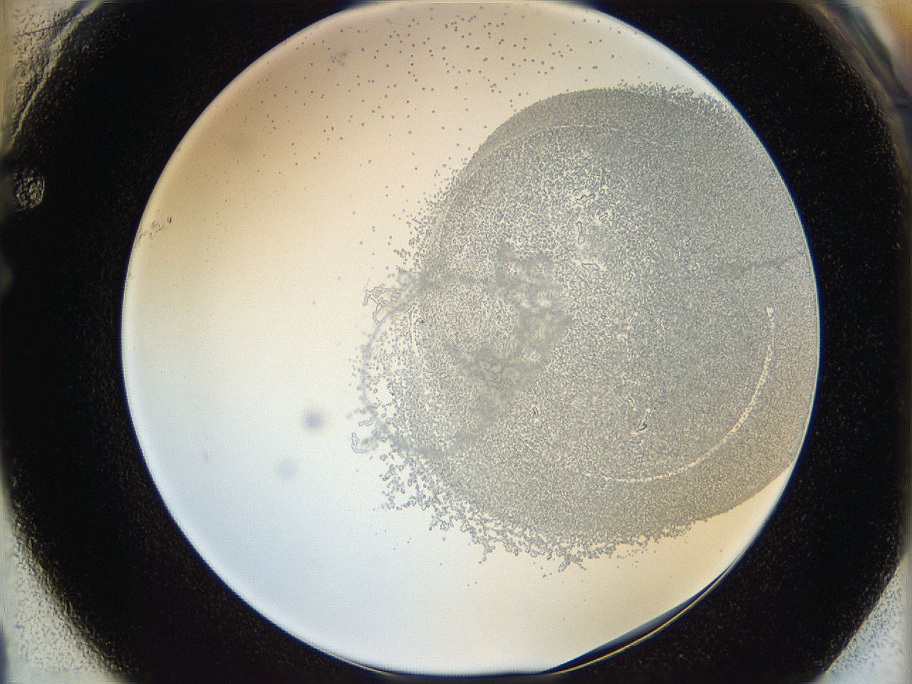 06hf_F1_ImagerDefaults_5.jpg