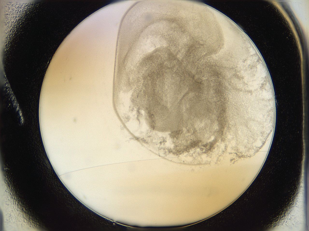 06hh_A1_ImagerDefaults_3.jpg