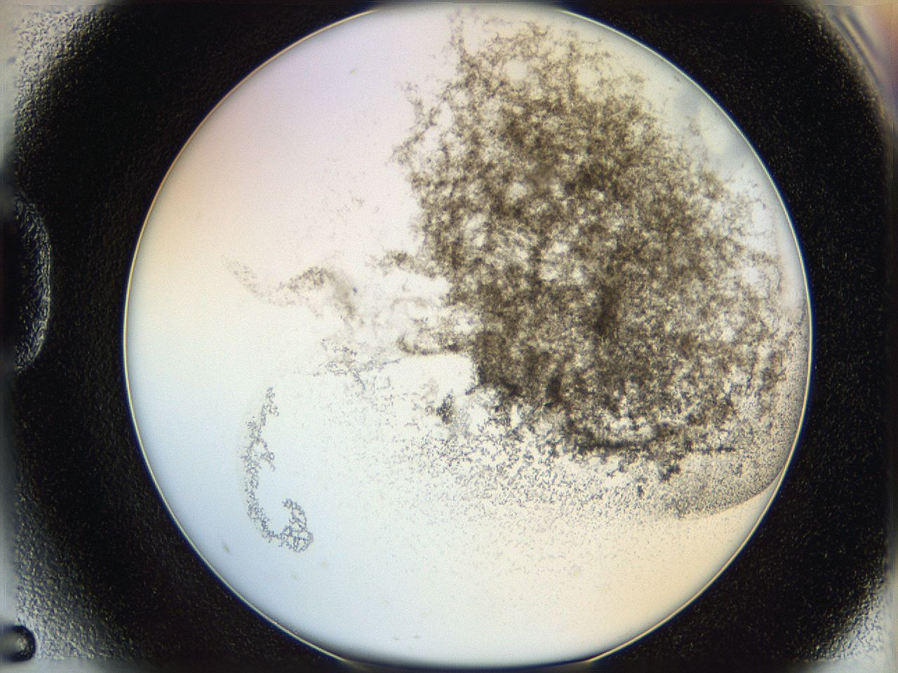 06hh_D5_ImagerDefaults_3.jpg