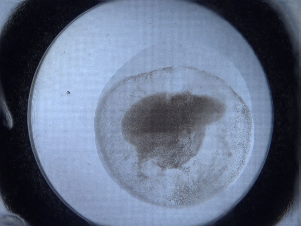06hl_A12_ImagerDefaults_3.jpg