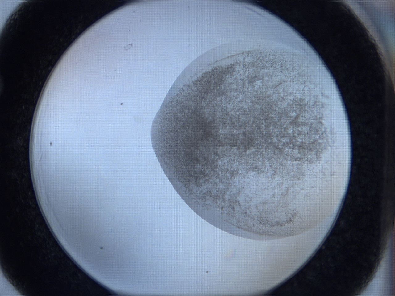 06hl_F6_ImagerDefaults_3.jpg