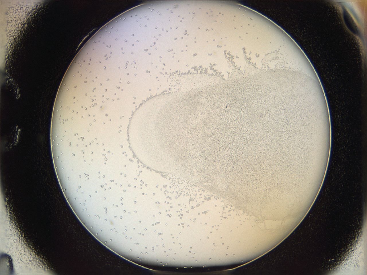 06i2_C4_ImagerDefaults_5.jpg