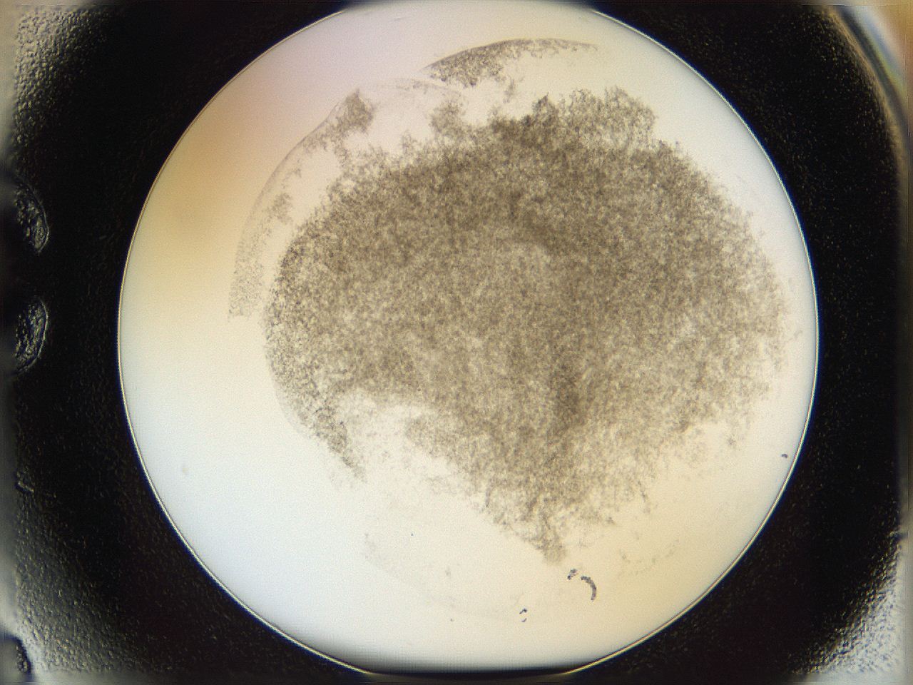 06i3_C3_ImagerDefaults_3.jpg