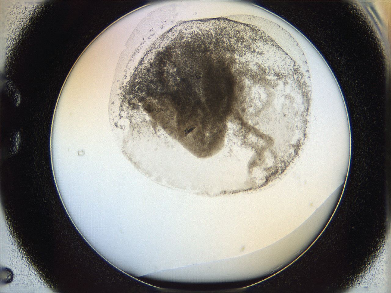 06i3_C5_ImagerDefaults_3.jpg