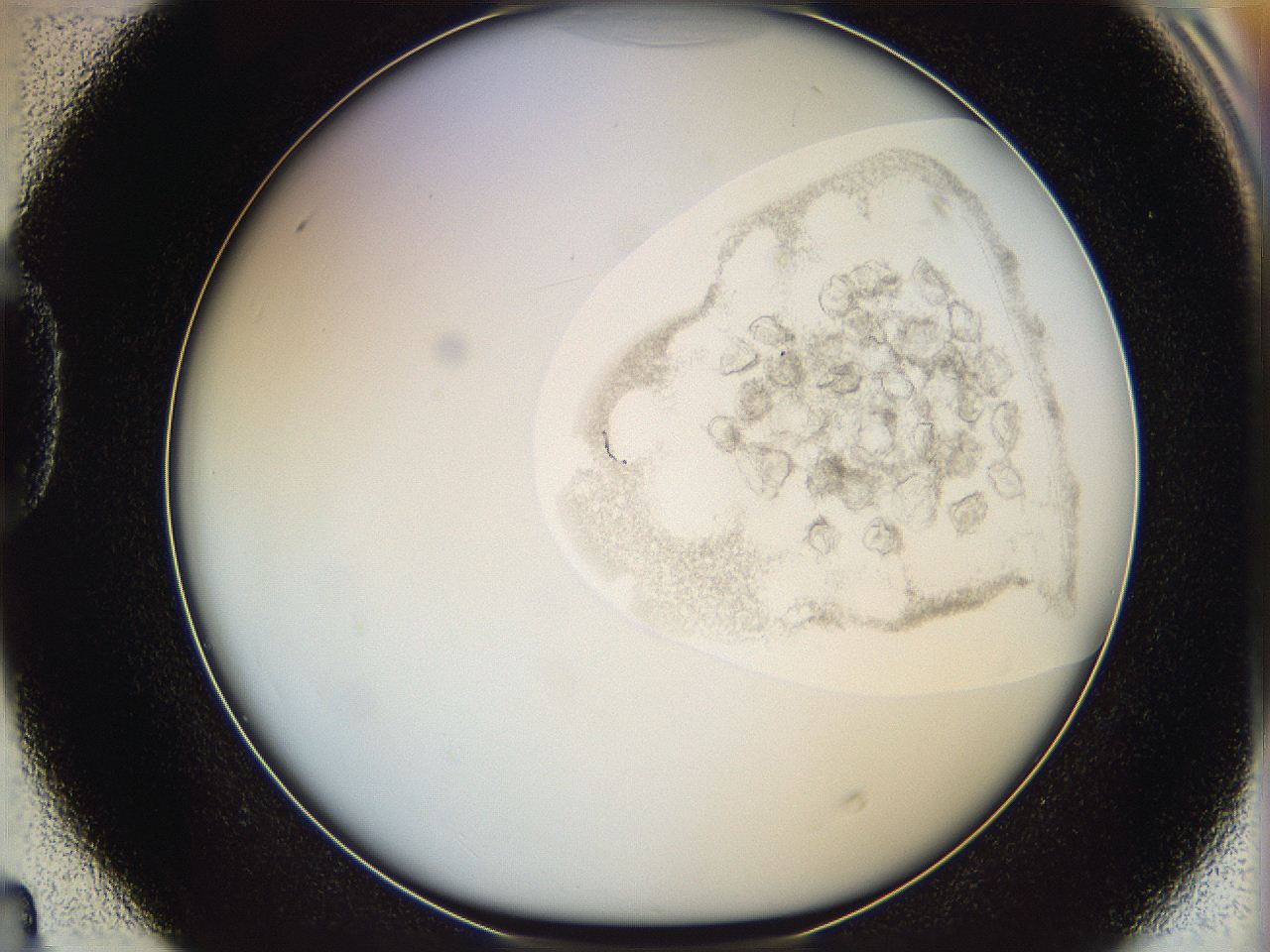 06i4_D4_ImagerDefaults_3.jpg