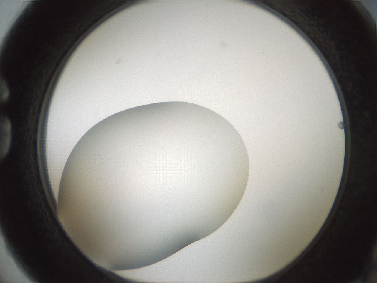 folderID618_plateID2618_batchID13235_wellNum74_profileID1_d1_r208188_ef.jpg