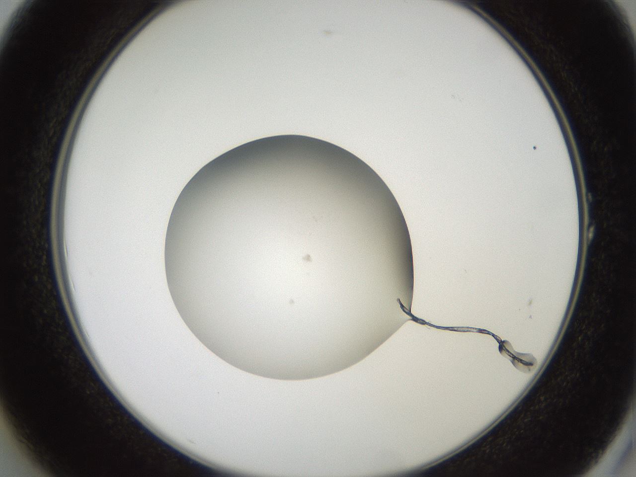folderID620_plateID1620_batchID6748_wellNum1_profileID1_d2_r107961_ef.jpg