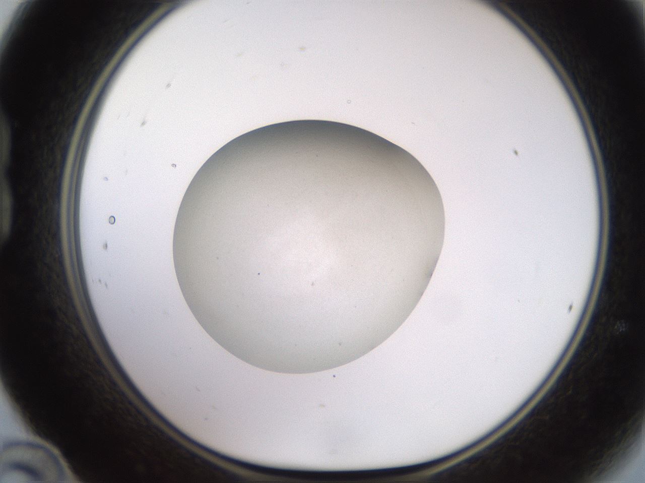 folderID620_plateID1620_batchID6748_wellNum24_profileID1_d1_r108006_ef.jpg