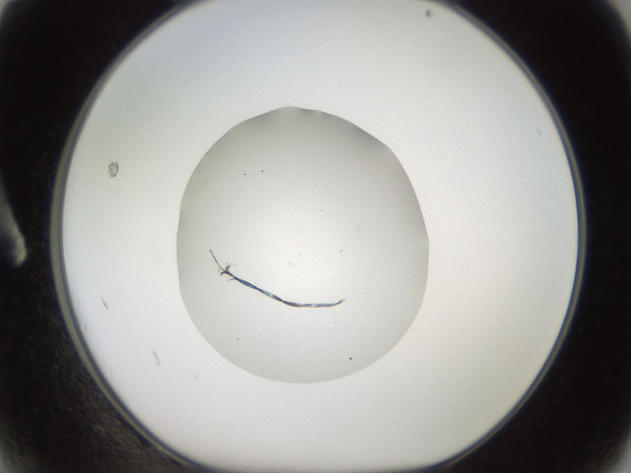 folderID620_plateID1620_batchID6748_wellNum2_profileID1_d1_r107962_ef.jpg