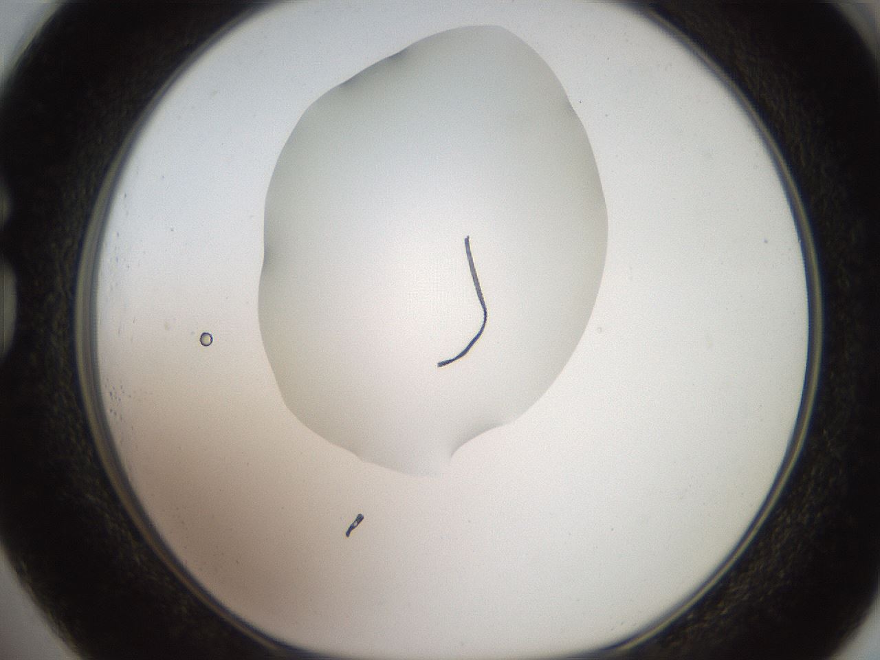 folderID620_plateID1620_batchID6748_wellNum73_profileID1_d1_r108104_ef.jpg