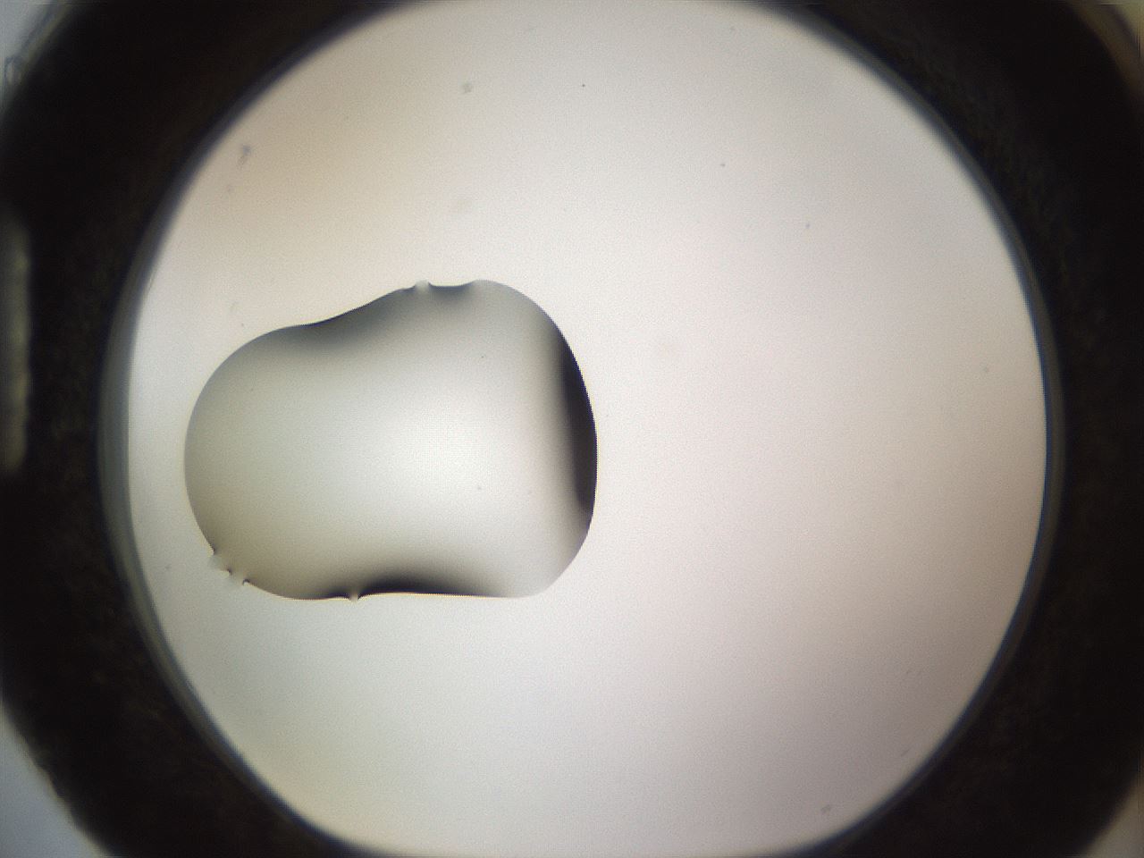 folderID621_plateID2621_batchID13307_wellNum88_profileID1_d1_r211100_ef.jpg