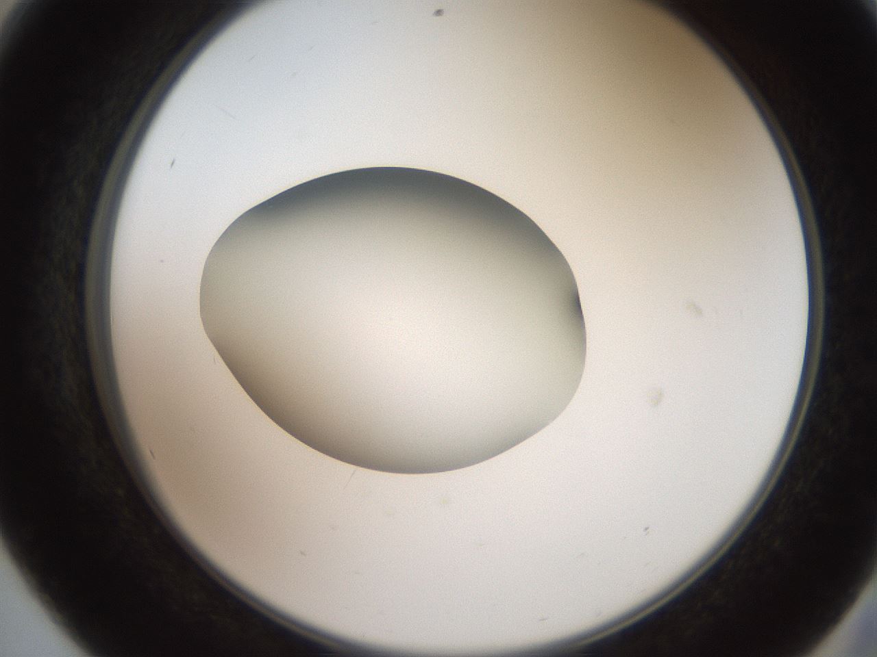 folderID620_plateID1620_batchID6748_wellNum56_profileID1_d2_r108071_ef.jpg