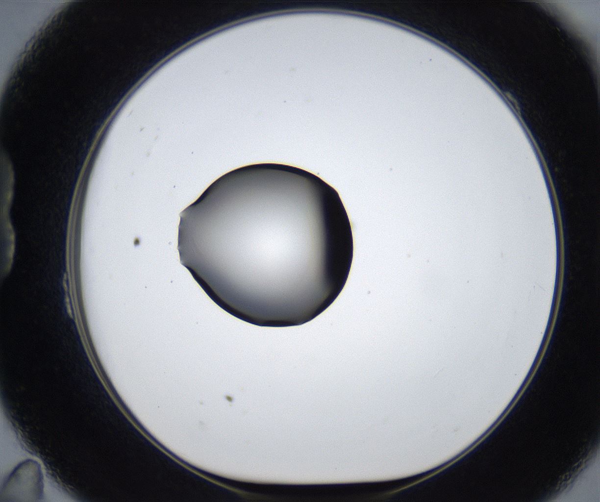 folderID623_plateID2623_batchID13250_wellNum23_profileID1_d1_r207894_ef.jpg