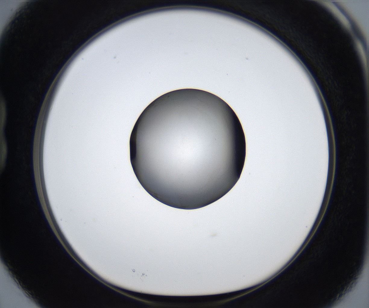 folderID625_plateID2625_batchID13252_wellNum15_profileID1_d1_r208262_ef.jpg