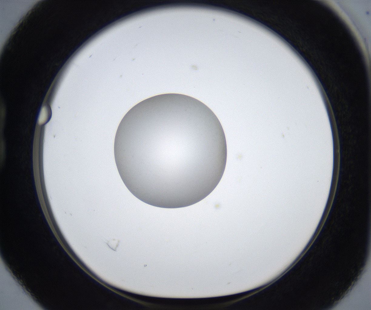 folderID625_plateID2625_batchID13252_wellNum16_profileID1_d1_r208264_ef.jpg