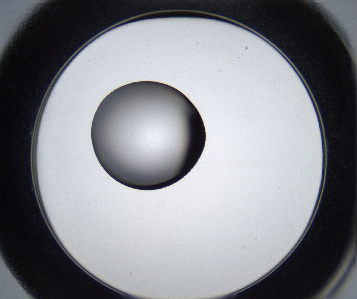 folderID625_plateID2625_batchID13252_wellNum49_profileID1_d2_r208331_ef.jpg