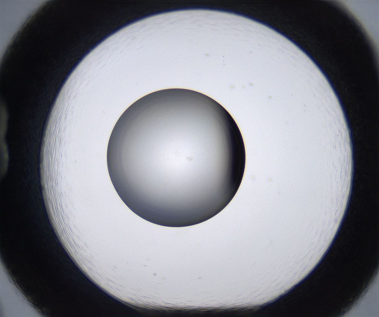 folderID211_plateID2211_batchID10045_wellNum20_profileID1_d1_r150365_ef.jpg