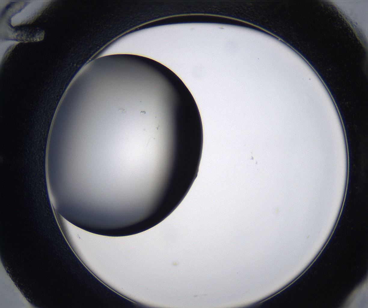 folderID211_plateID2211_batchID10045_wellNum60_profileID1_d2_r150446_ef.jpg