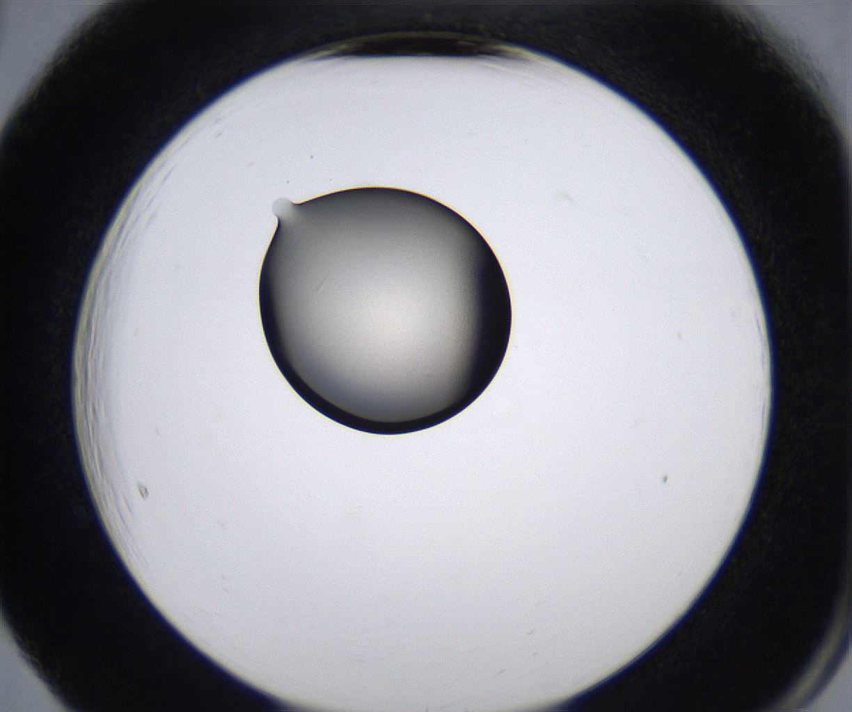 folderID211_plateID2211_batchID10045_wellNum65_profileID1_d2_r150456_ef.jpg