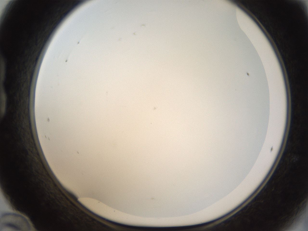 folderID212_plateID1212_batchID3623_wellNum24_profileID1_d1_r68430_ef.jpg