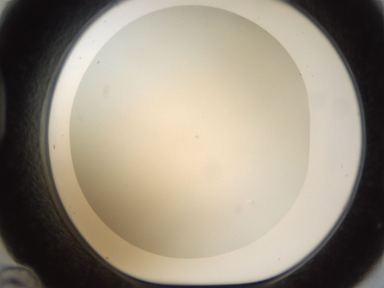 folderID212_plateID1212_batchID3623_wellNum48_profileID1_d1_r68478_ef.jpg