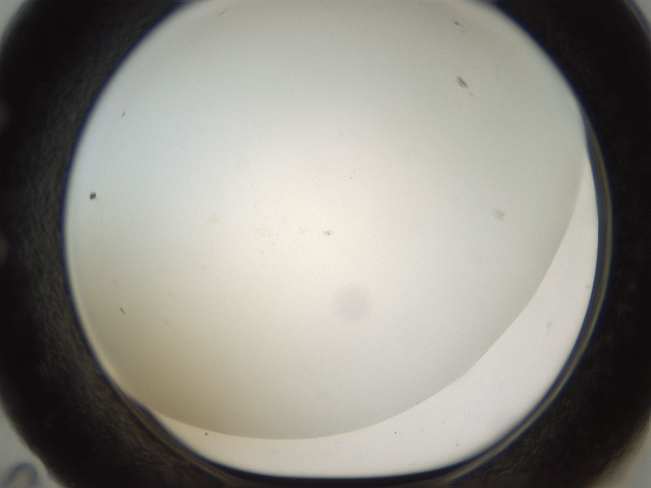 folderID212_plateID1212_batchID3623_wellNum59_profileID1_d1_r68500_ef.jpg