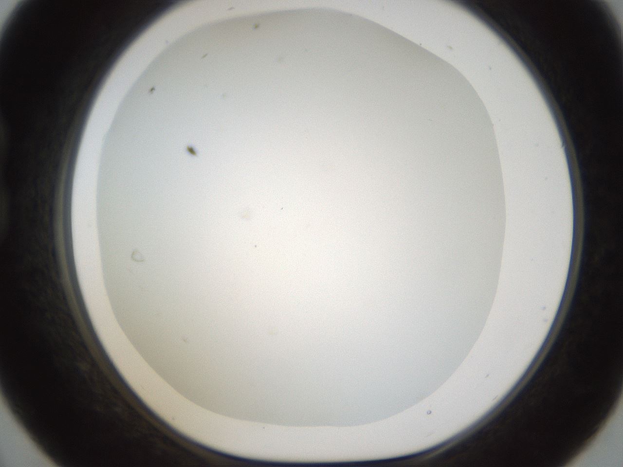 folderID212_plateID1212_batchID3657_wellNum21_profileID1_d1_r68424_ef.jpg