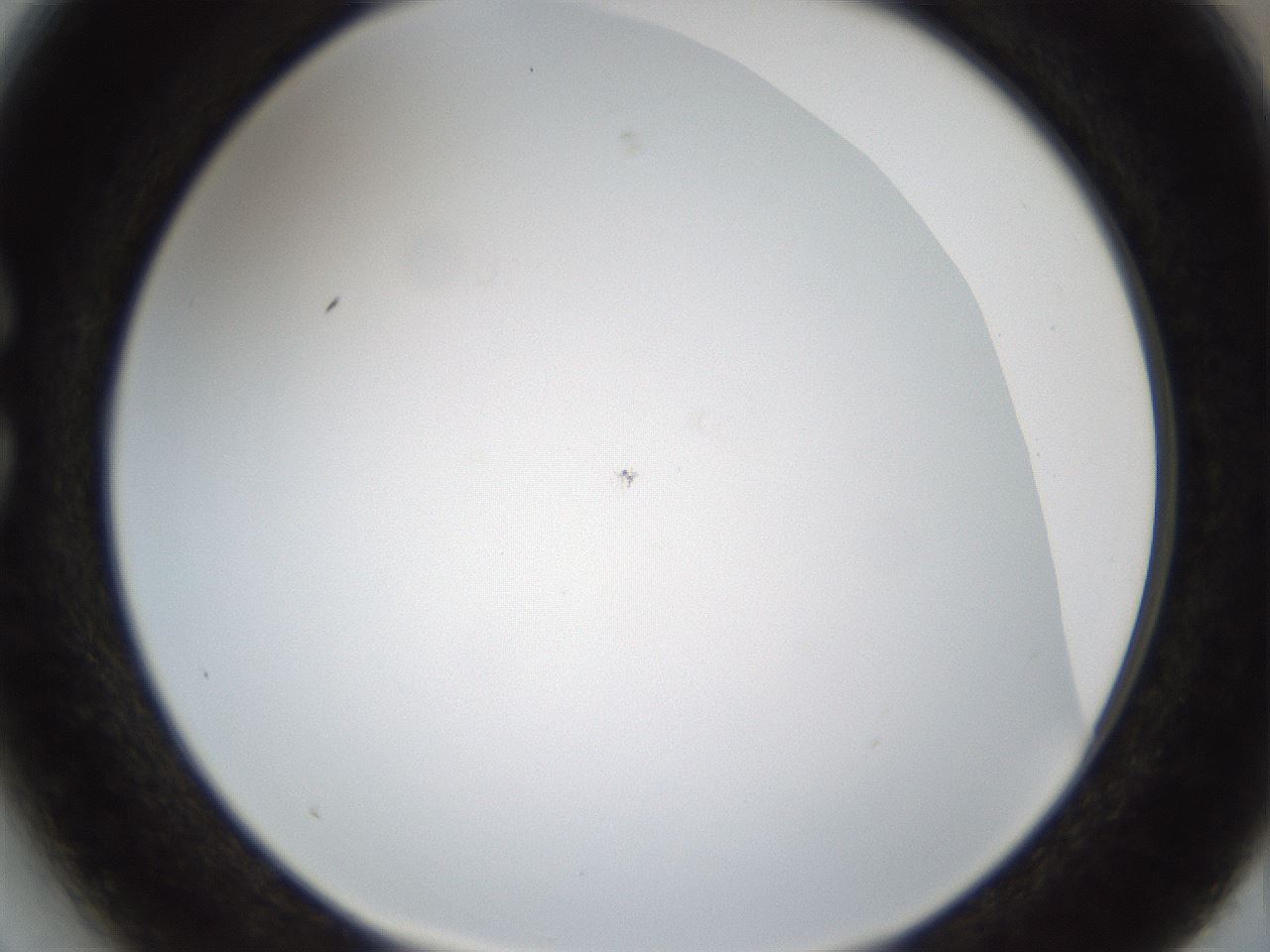 folderID212_plateID1212_batchID3657_wellNum27_profileID1_d1_r68436_ef.jpg