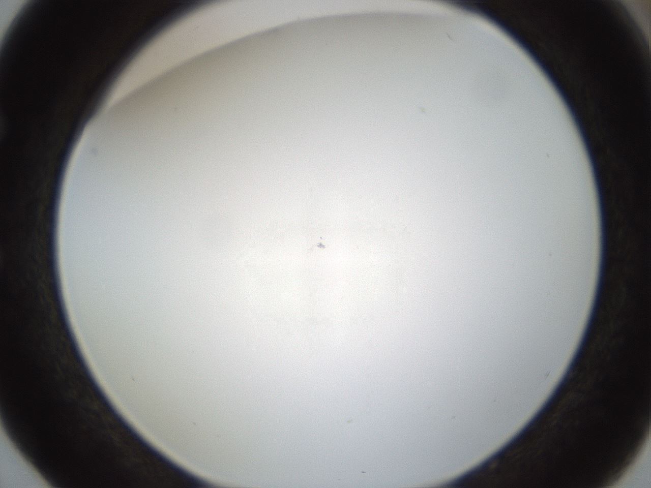 folderID212_plateID1212_batchID3657_wellNum52_profileID1_d1_r68486_ef.jpg
