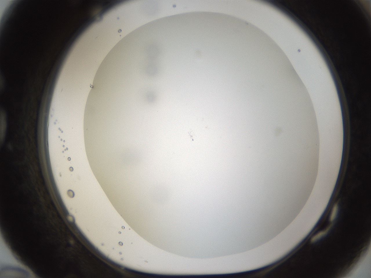 folderID212_plateID1212_batchID3623_wellNum82_profileID1_d1_r68546_ef.jpg