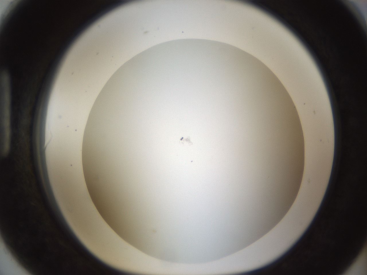 folderID212_plateID1212_batchID3657_wellNum90_profileID1_d1_r68562_ef.jpg
