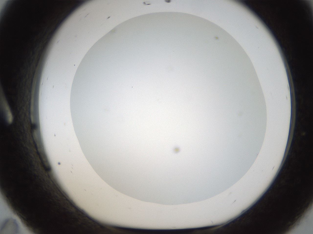 folderID213_plateID1213_batchID3626_wellNum11_profileID1_d1_r68980_ef.jpg