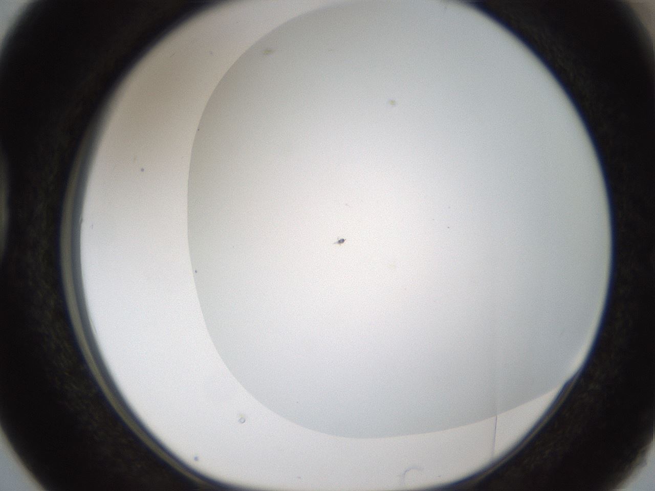 folderID213_plateID1213_batchID3626_wellNum38_profileID1_d1_r69034_ef.jpg